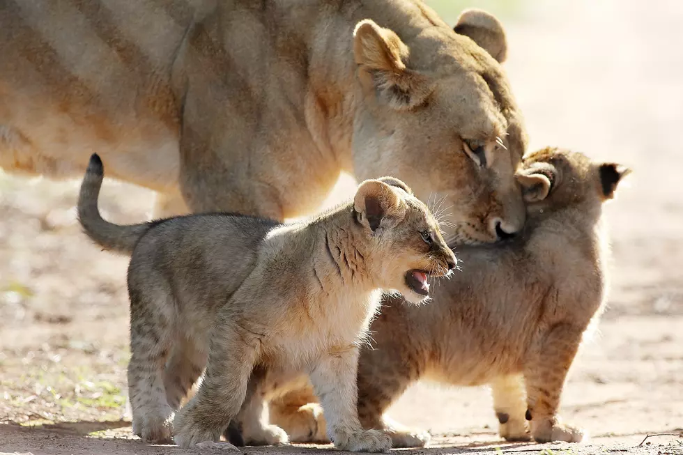 Denver Zoo Names Lion Cubs