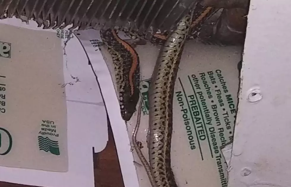 Hole in Colorado Apartment Leads to 25 Snakes in the Wall