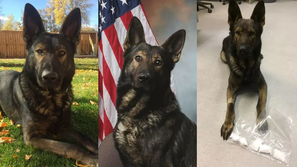 Fort Collins Police Dog &#8216;Doc&#8217; Retires