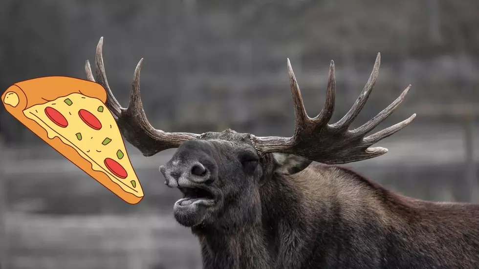 People Attempt to Feed a Moose Pizza in Colorado