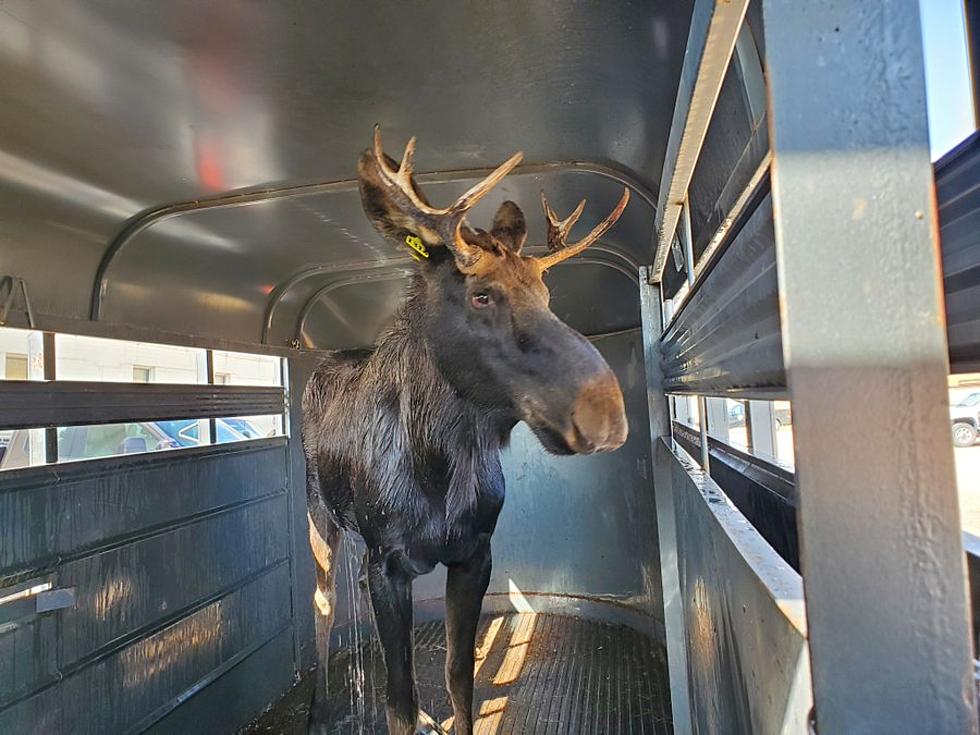 Colorado Moose Gets Bath, New Home