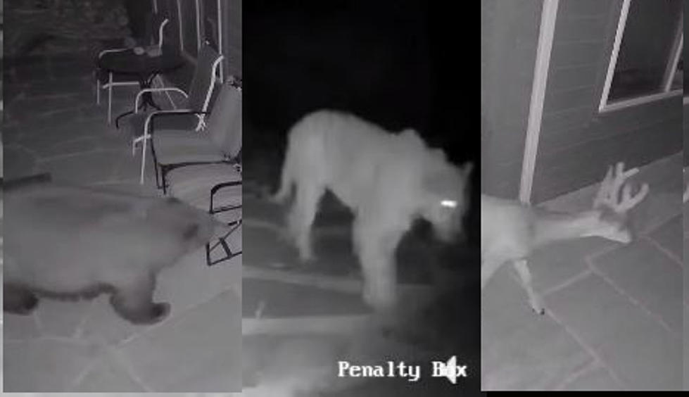 Fort Collins Patio Cam Catches Lion, Bear, Deer in Same Day
