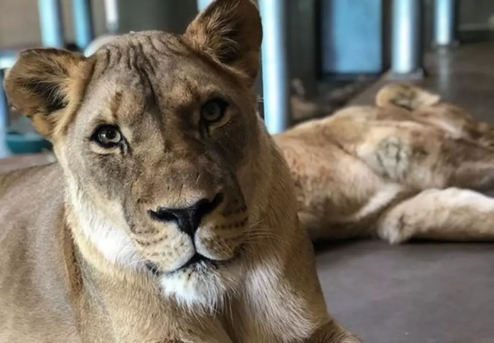 Cheyenne Mountain Zoo Says Goodbye To Zwena The African Lion