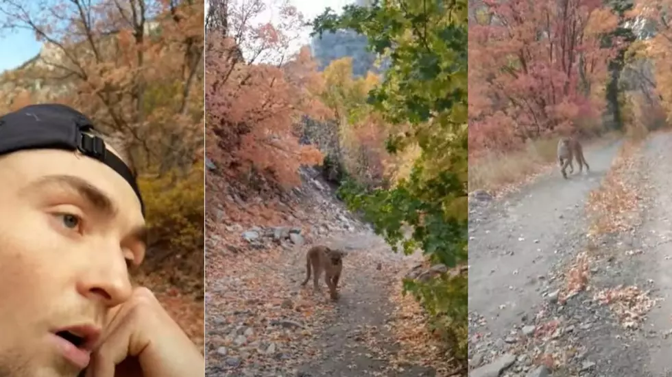[WATCH] Mountain Lion Stalks Utah Man for 6 Minutes