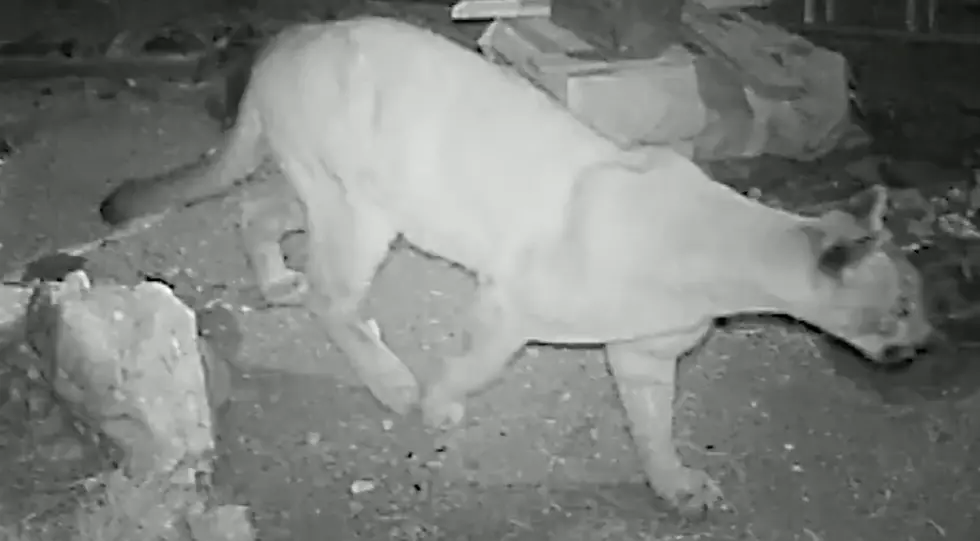 WATCH: Massive Mountain Lion Spotted On Sugarloaf Mountain Near Boulder