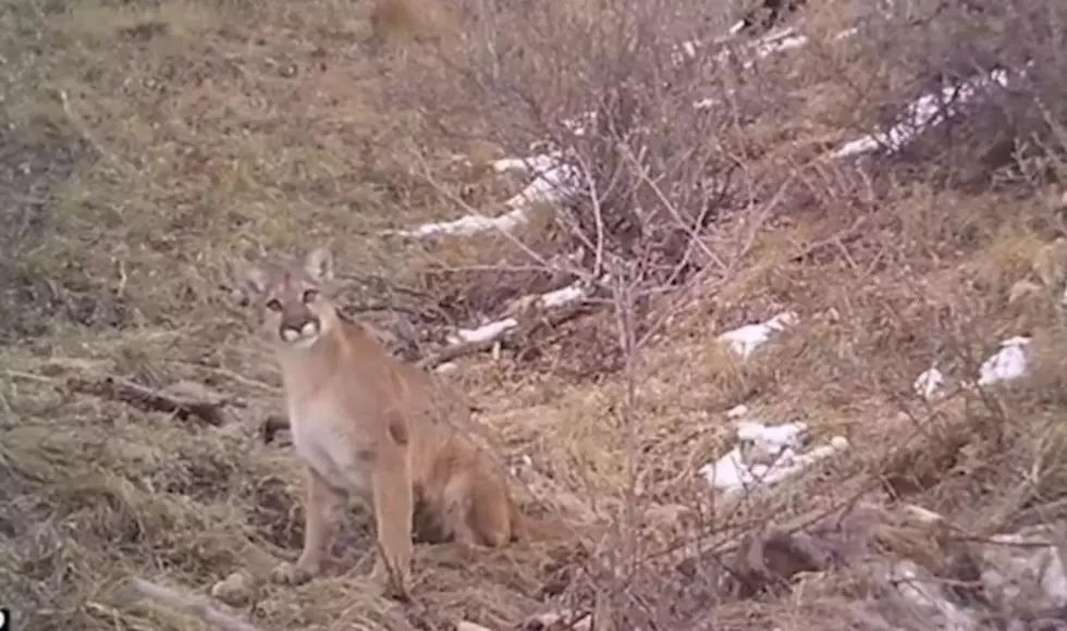 Camera Captures Mountain Lion Family Near Fort Collins