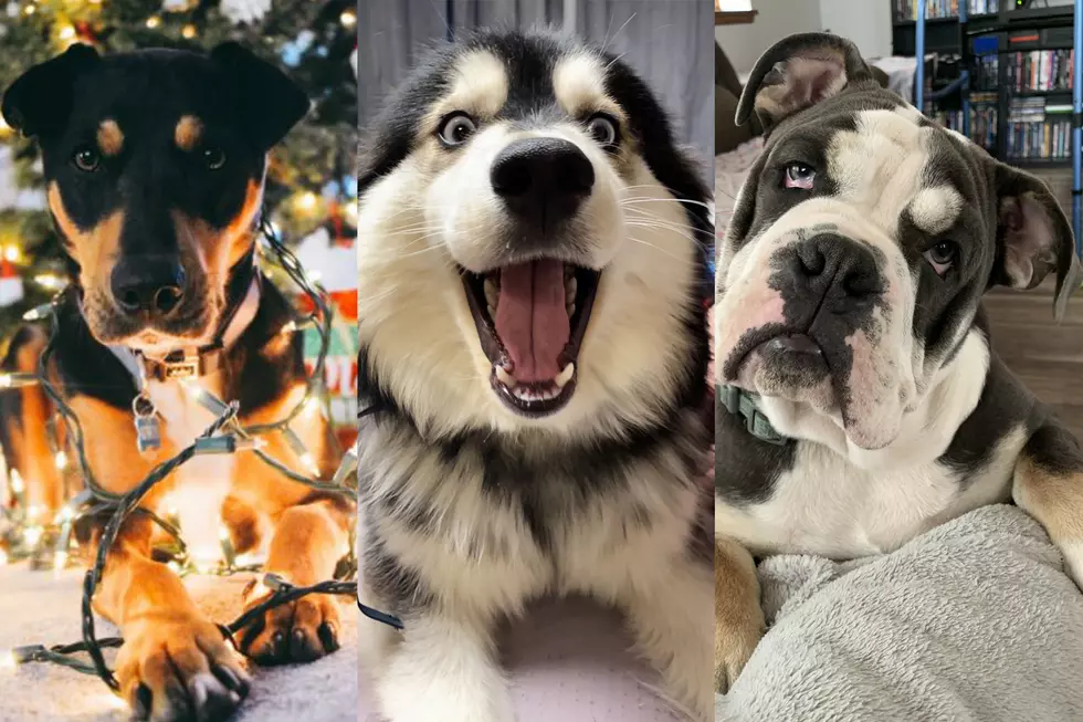 My Dog Rox: Which Northern Colorado Dog is the Cutest?