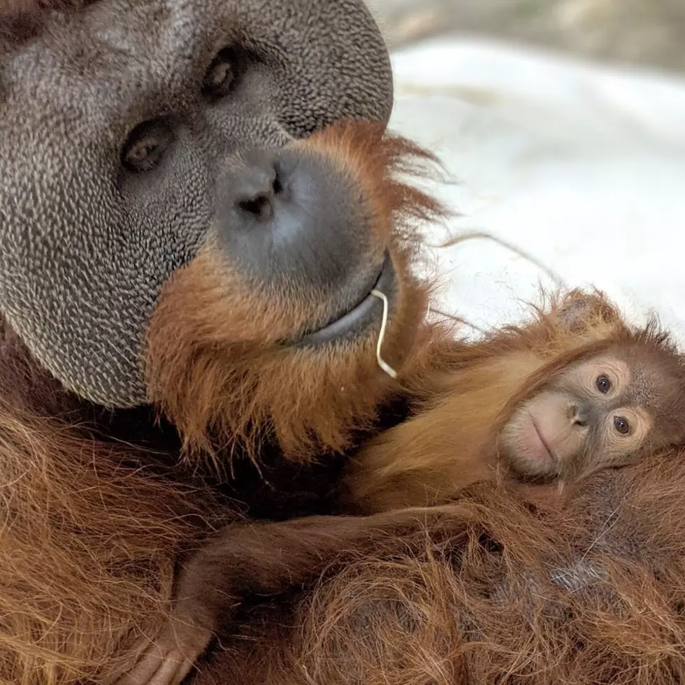 Male Orangutan Is Mr. Mom To Baby Cerah At Denver Zoo