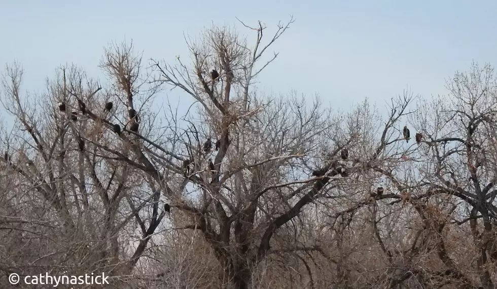 Over 50 Bald Eagles Photographed at Colorado Lake