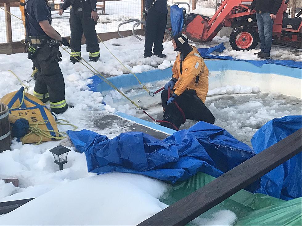 Horse Rescued After Falling In Fort Collins Pool