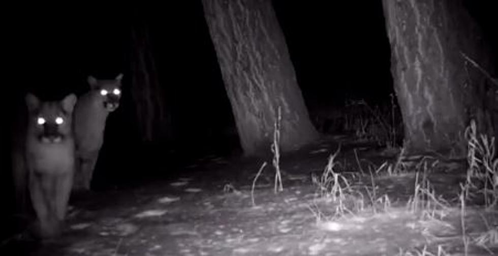 Trail Cam Catches Mountain Lions On Popular Colorado Trail