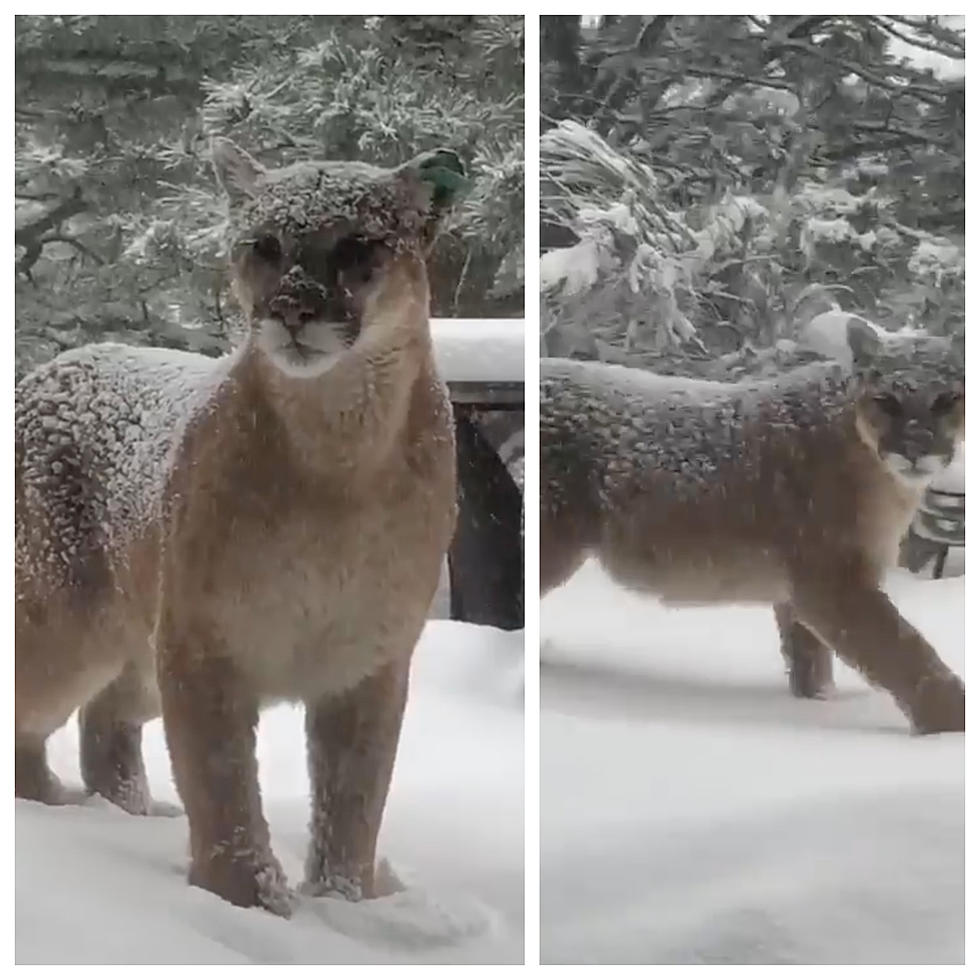 WATCH: Mountain Lion Pays A Close Visit To Woman’s Boulder Home