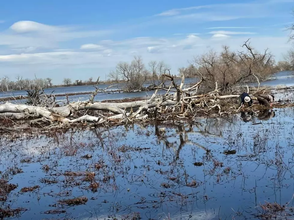 Colorado Bald Eagle Nest Including Eggs Destroyed by Fallen Tree
