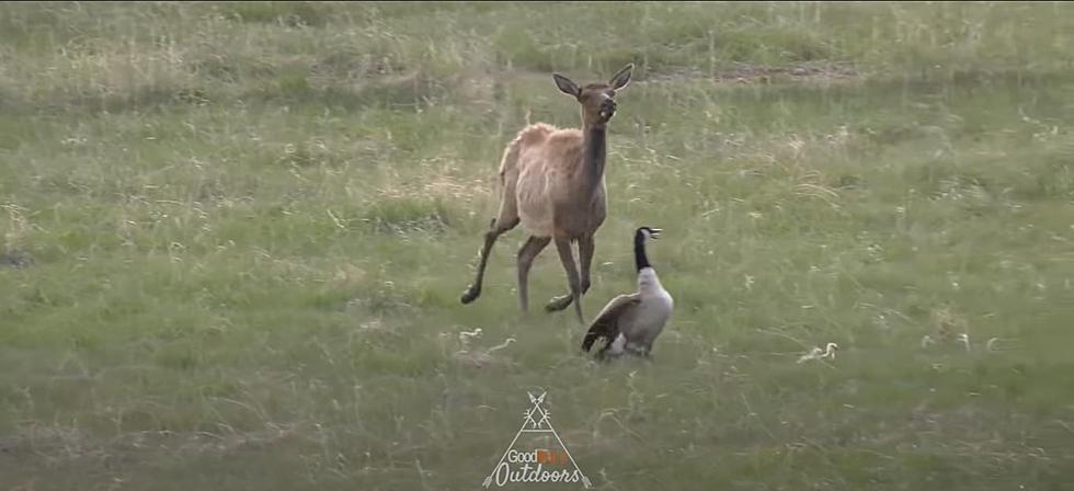 Caught on Video: Cow Elk Eats Baby Goose