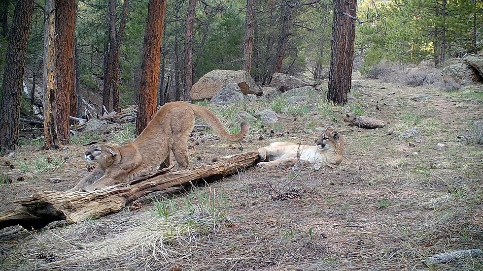 Colorado Photographer Captures Rare Shot of Mountain Lions Mating