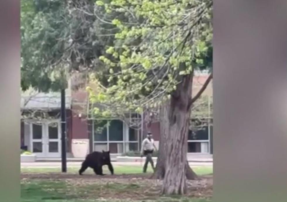 WATCH: A Bear Was Spotted Exploring Downtown Boulder