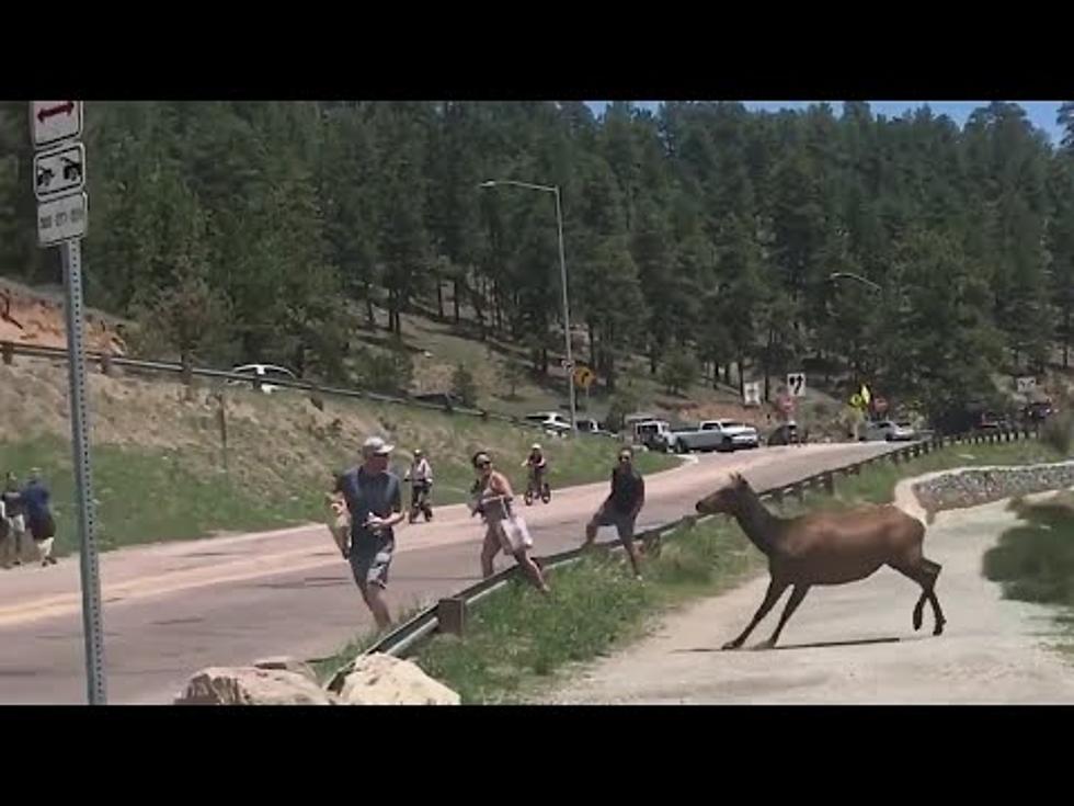 Angry Elk Charges Tourists In Evergreen To Protect Calves