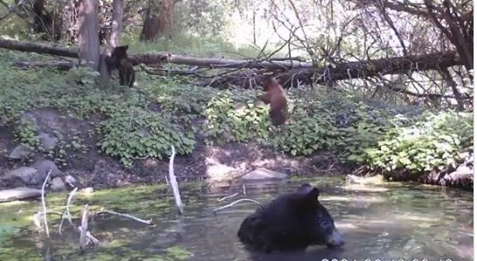 Caught On Video: Mama Bear Enjoys Bath While Cubs Play In Colorado