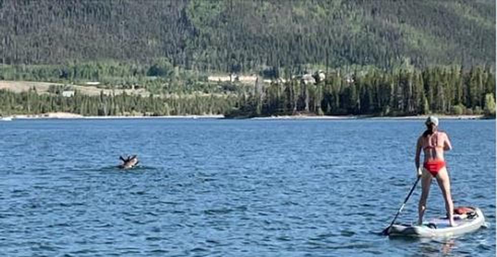 Moose Takes A Swim Next To Colorado Paddleboarder
