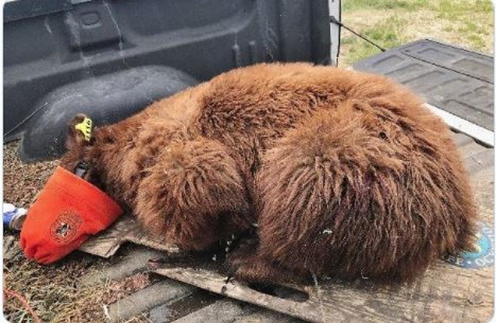 Lost Bear Caught Chasing Horses On Colorado Plains