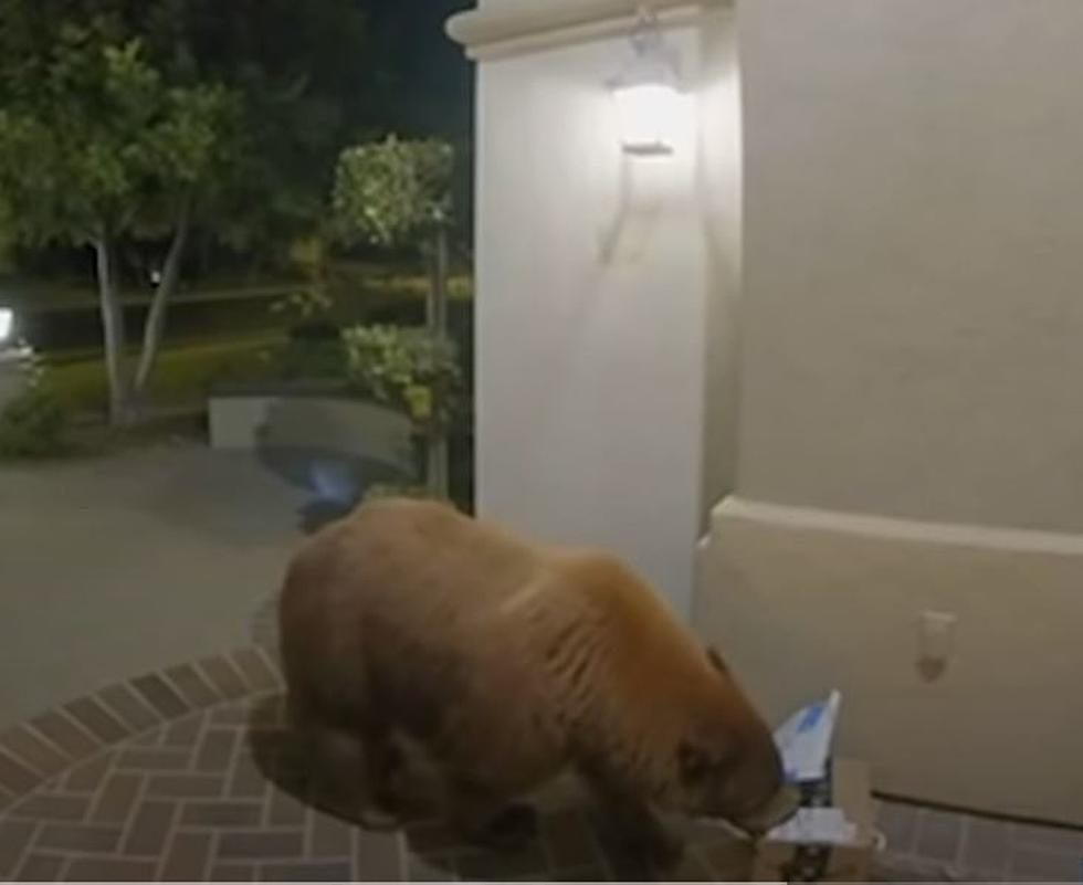 BUSTED: Bear Gets Caught Snatching Amazon Package From Porch