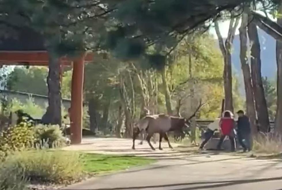 RMNP Visitors Getting Way Too Close To A Bull Elk