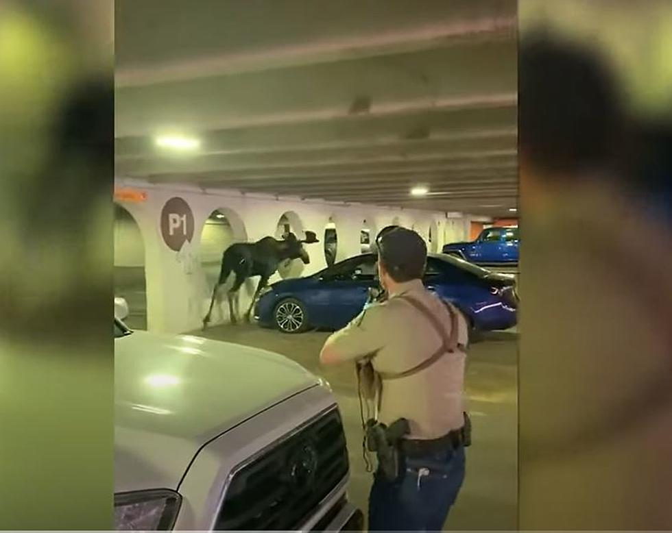 Moose Makes Wrong Turn, Gets Stuck In Vail Parking Garage
