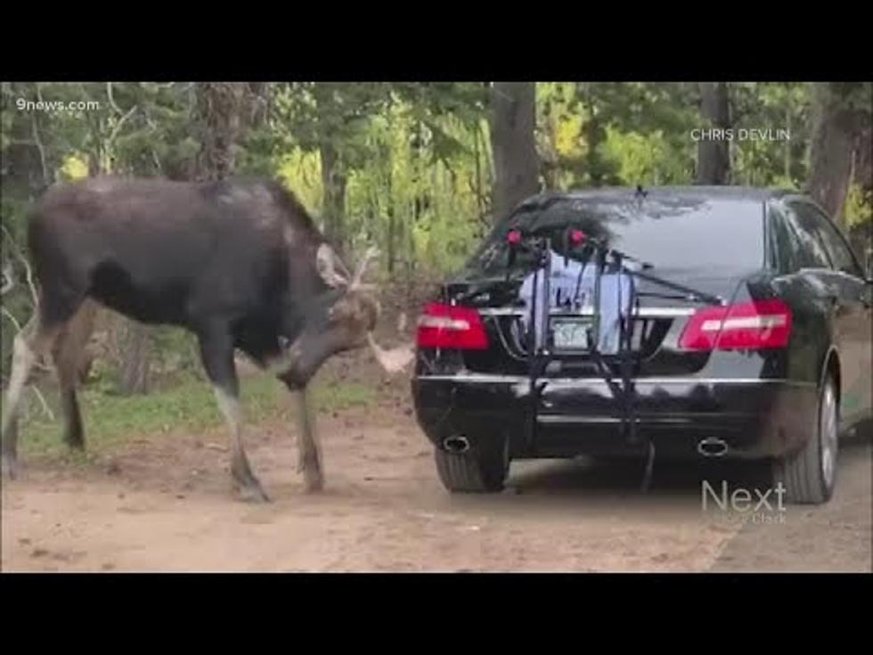 VIDEO: Moose Hit And Run On Parked Car In Boulder County