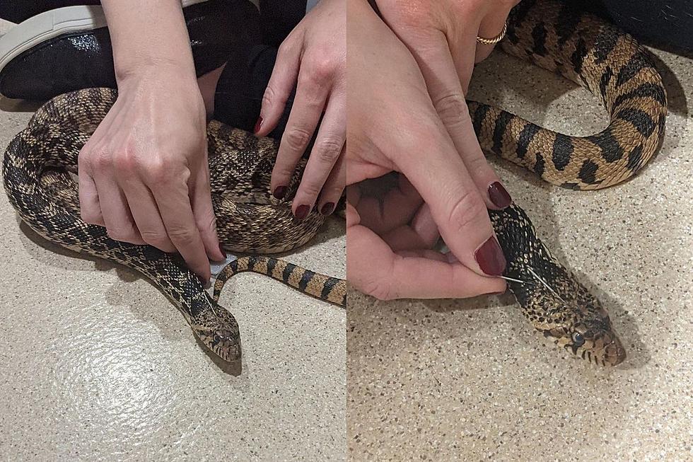 Northern Colorado Snake Gets Life Saving Acupuncture