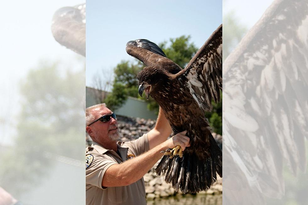 Juvenile Bald Eagle Rescued in Northern Colorado