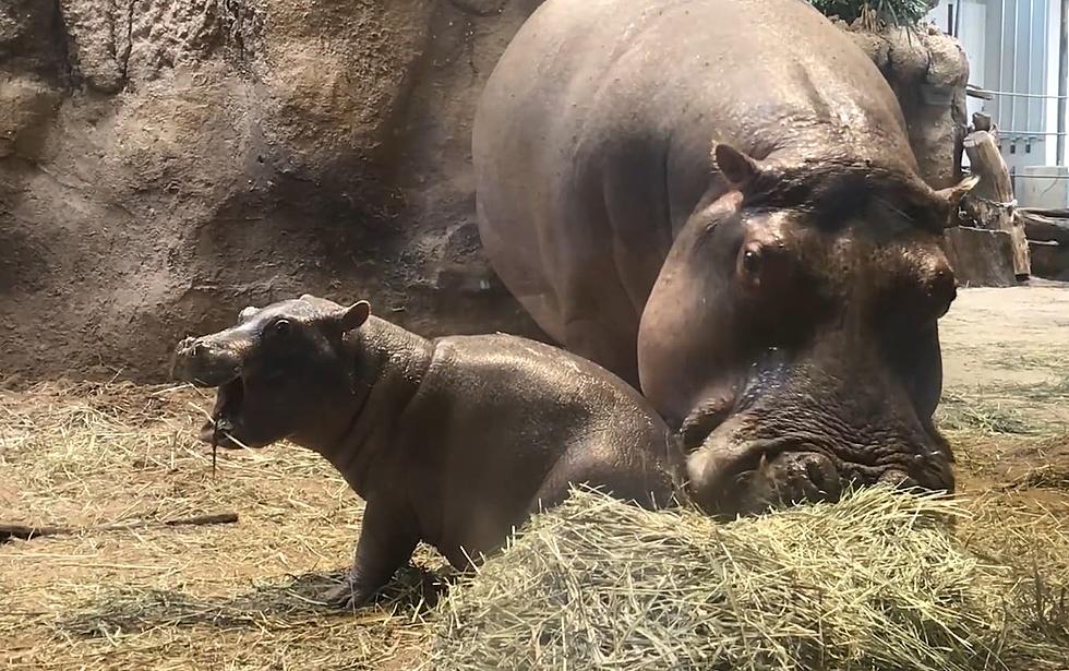 WATCH: Hippo Gender Reveal At Cheyenne Mountain Zoo