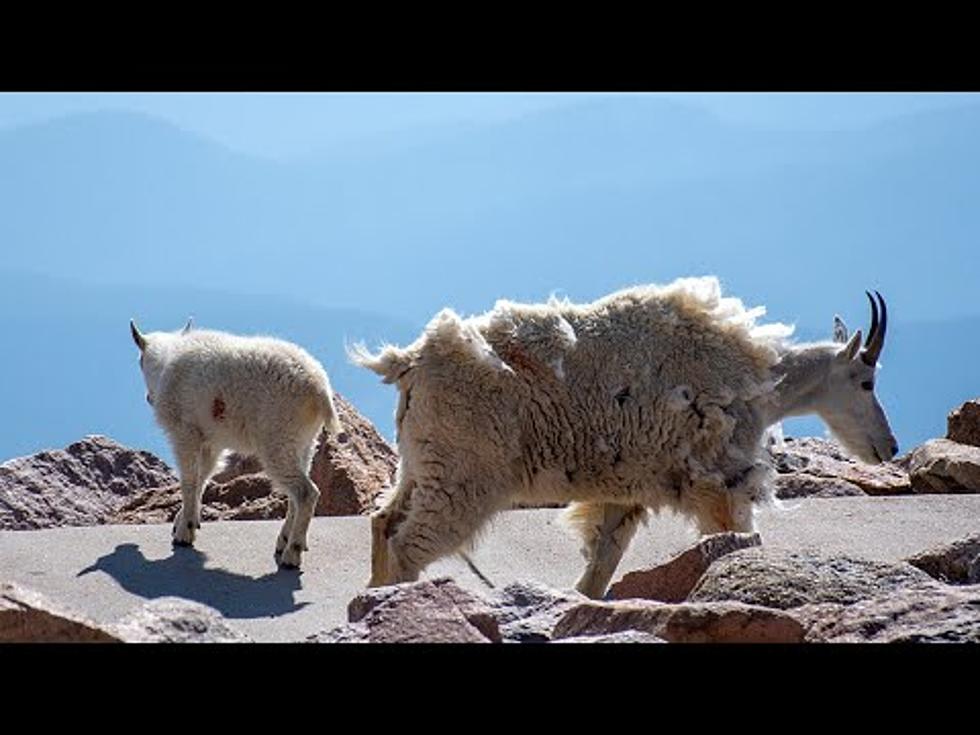 What’s Up With These Painted Mountain Goats On Mt Evans?