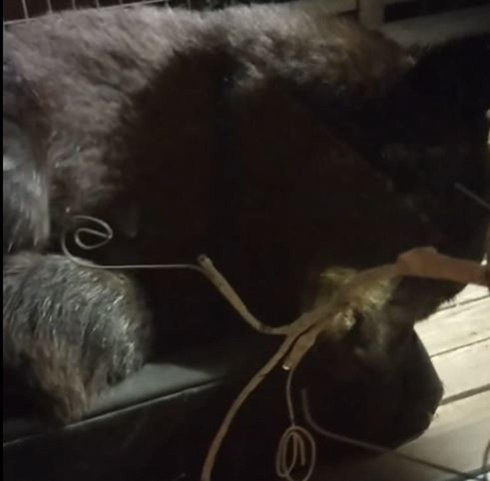 Bears Take Over Couch In Steamboat Springs