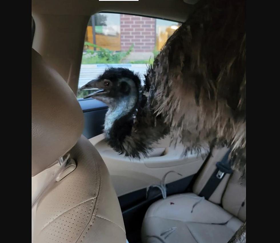 Emu Struck in Fort Collins and Taken to the Vet Hospital in a Car