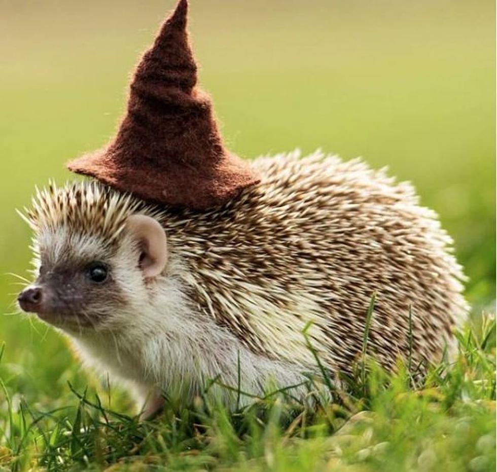 'Harry Potter'-Themed Hedgehog Farm Is Magical and Adorable
