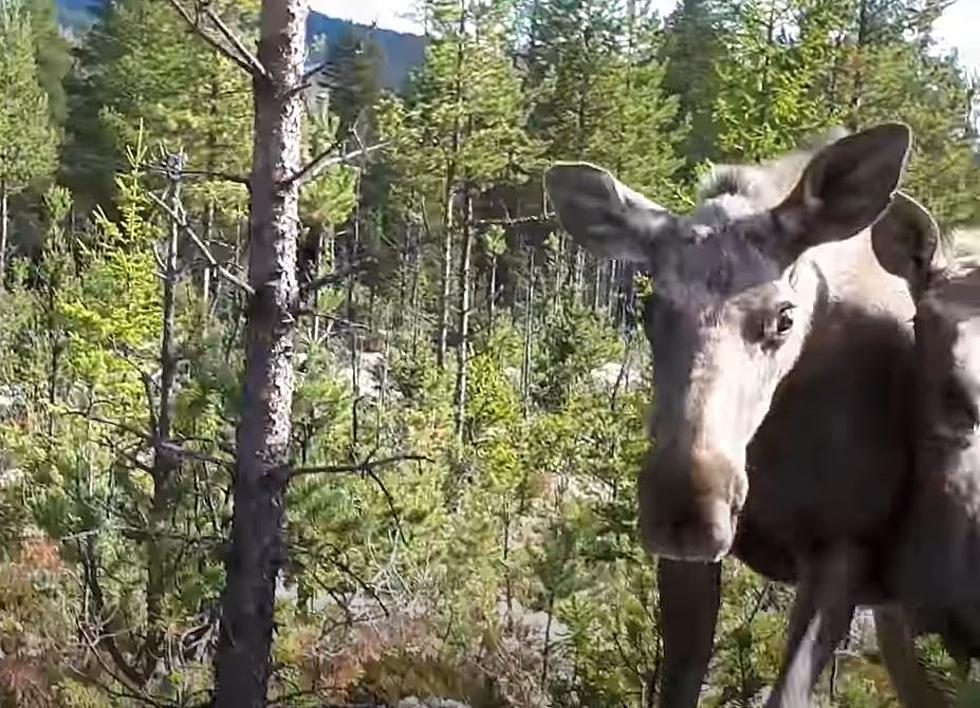 Boulder Woman Survives Moose Attack By Playing Dead