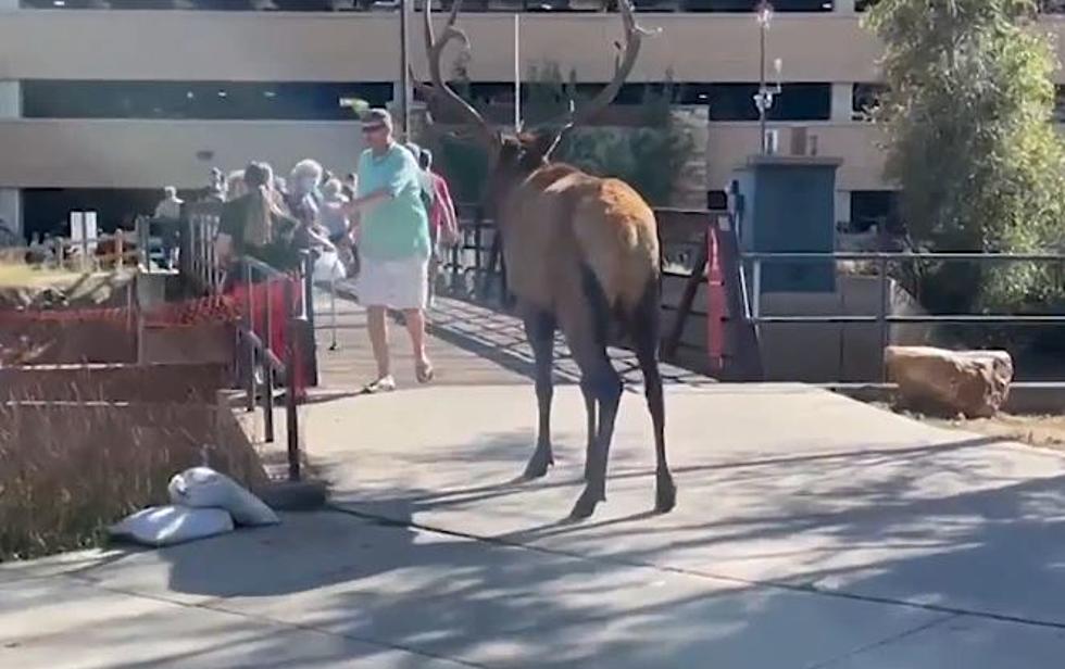 Angry Bull Elk in Colorado Charges People in Downtown Estes Park