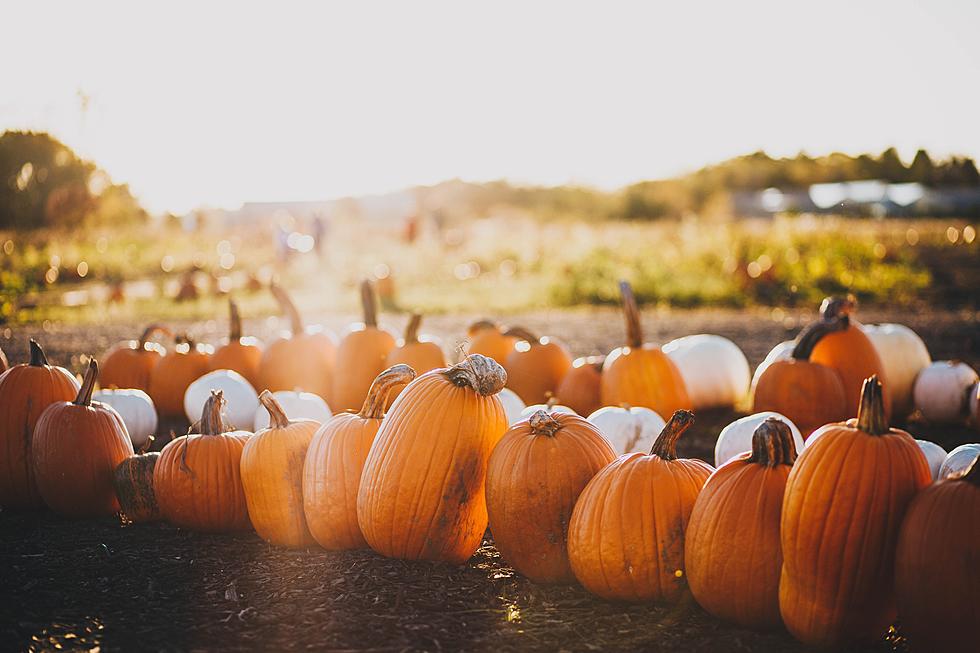 Pick Out the Perfect Pumpkin at a Northern Colorado Pumpkin Patch