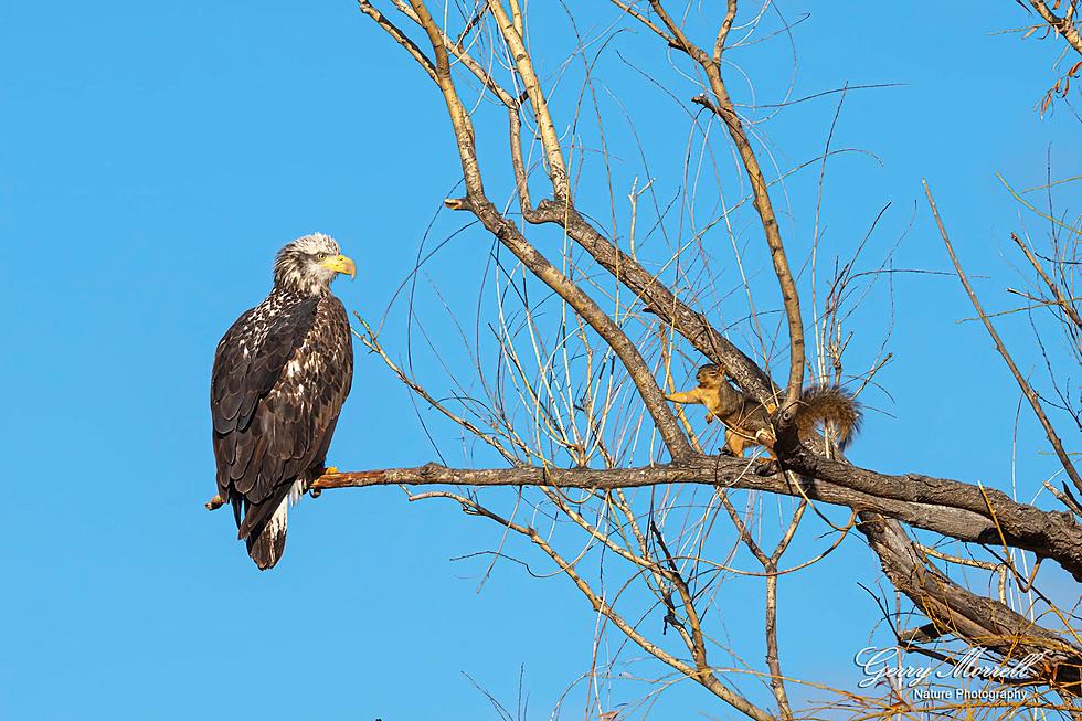 Is This Colorado Squirrel Flirting With This Bald Eagle or Death?
