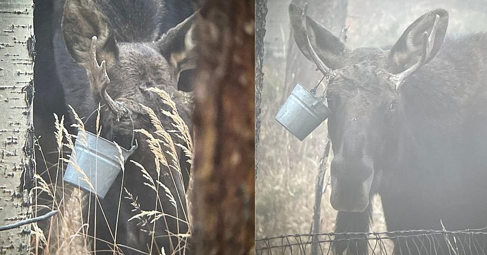 A Moose in Colorado Wore a Bucket on its Antler for Halloween