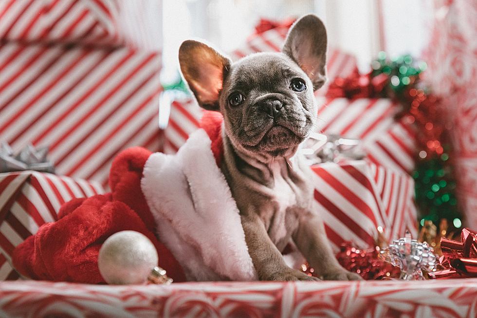 Submit a Photo of Your Dog’s Holiday Spirit For “My Dog Jingle Bell Rox”