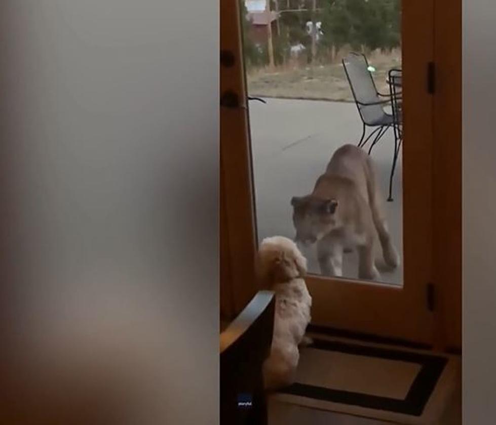 Fearless Colorado Dog Goes Nose To Nose With A Mountain Lion