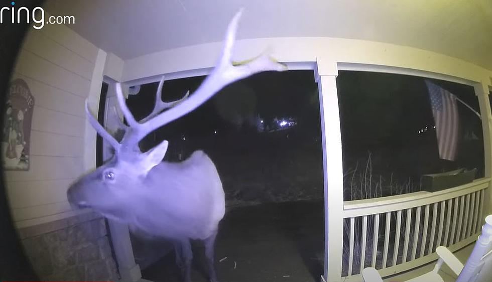 Colorado Bull Elk Annoyingly Returns to Estes Park Colorado Home