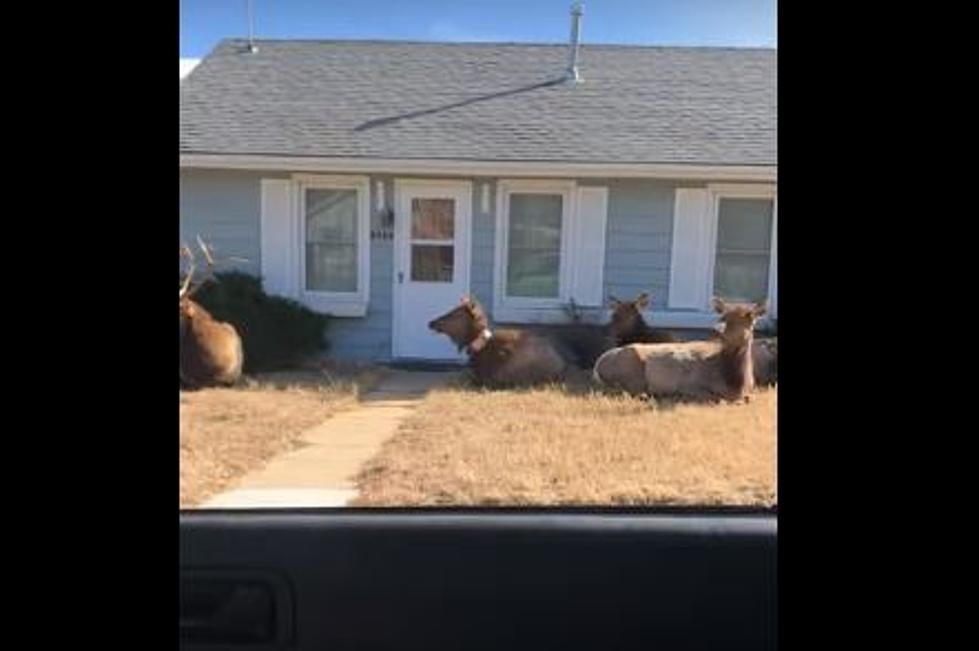 What The Elk? A Huge Herd Surrounds Colorado Home