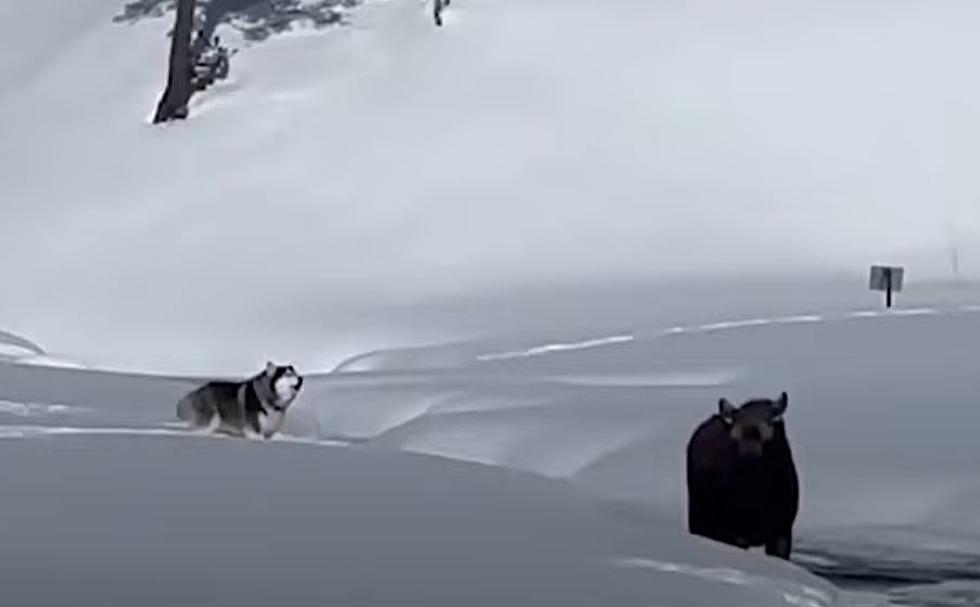 Colorado Moose Doesn’t Care a Dog is Yelling at Him