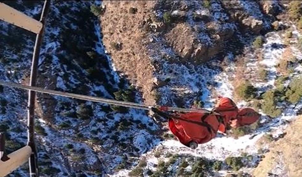 Colorado Bighorn Sheep Go For A Harrowing Helicopter Ride