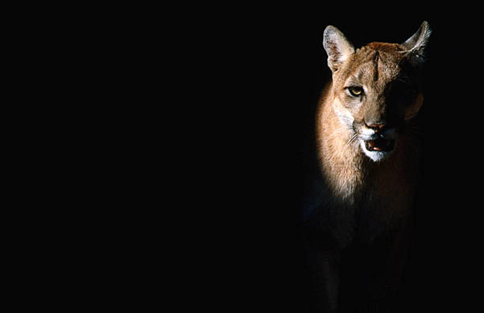 WATCH: Security Cameras Capture Mountain Lions Prowling Around Colorado Neighborhood
