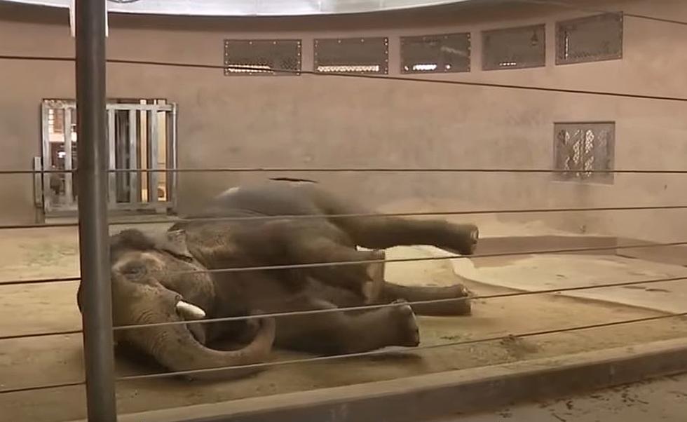 Namaste: Watch Elephants Do Yoga At The Denver Zoo