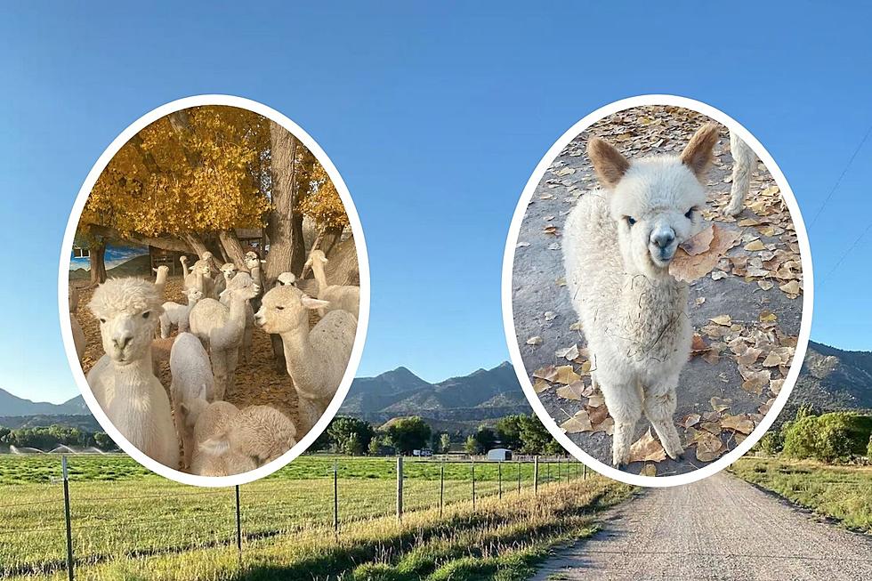 Alpaca My Bags: Check Out This Totally Unique Colorado Airbnb