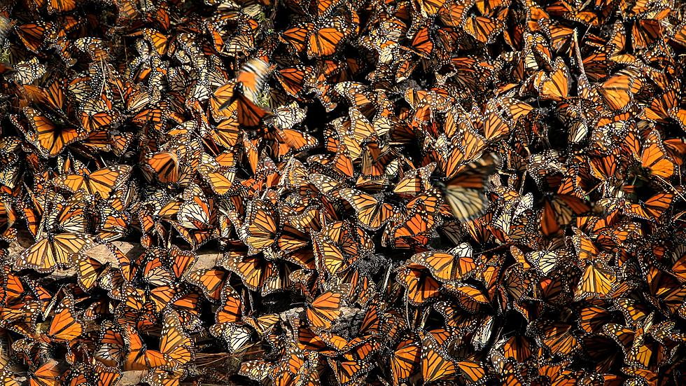 Colorado Will Soon Be Filled With Migrating Butterflies